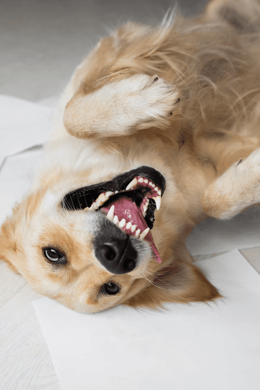 Coccole a 4 Zampe Franchising — 4