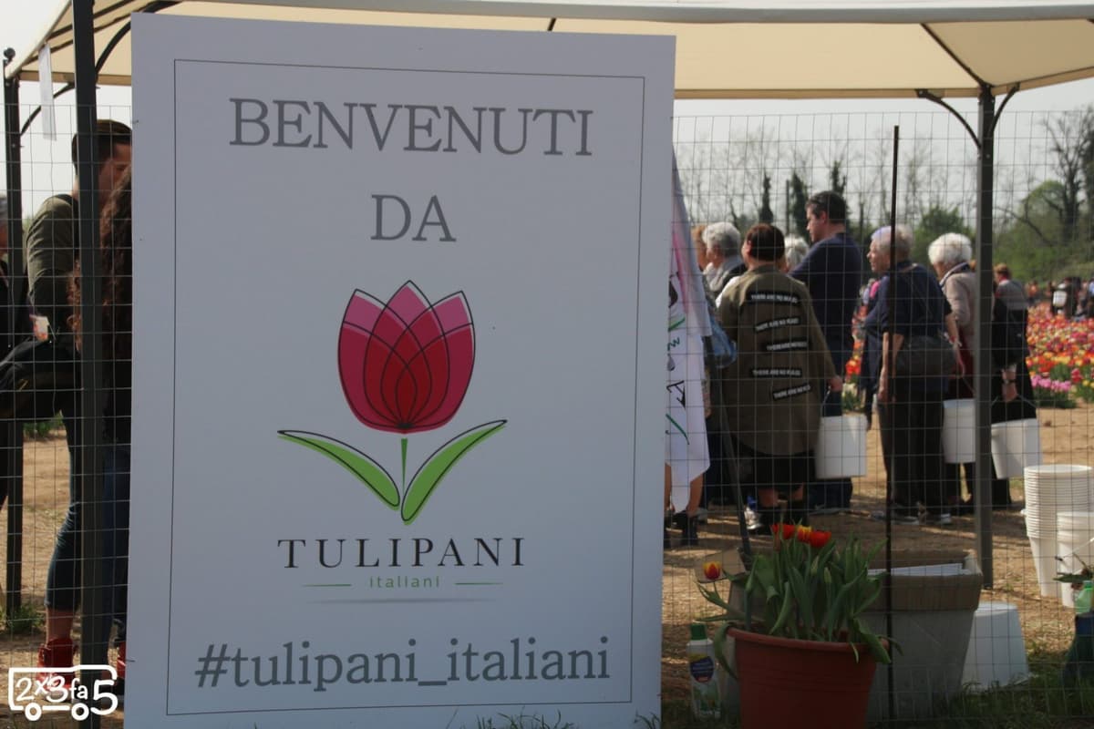 Fiorisce il business di Tulipani Italiani