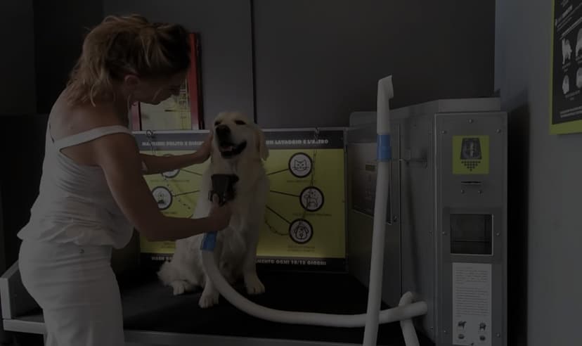 Wash Dog — 1